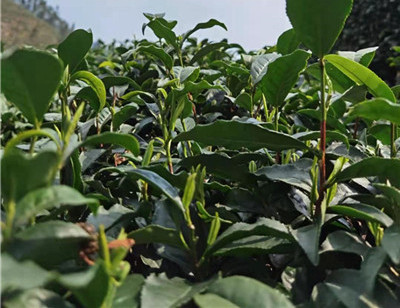 �V�÷�܇��